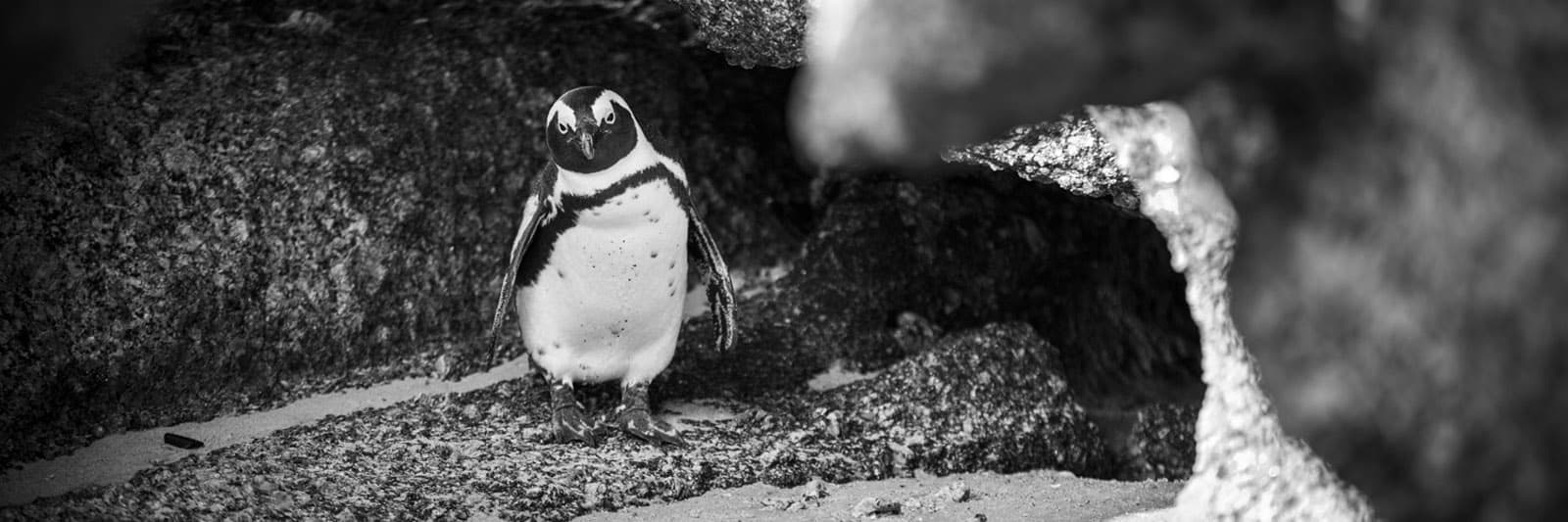 Cape Town Photography: African Penguins and Simon’s Town