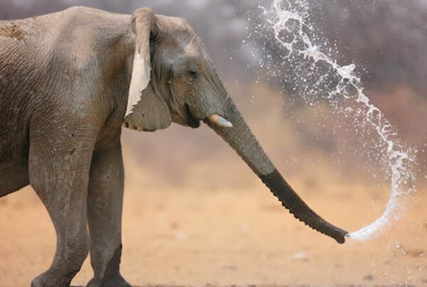 Africa elephant