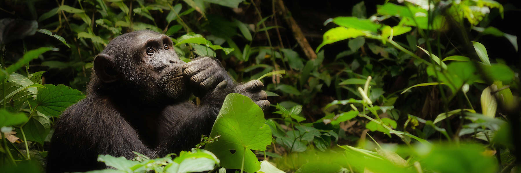 Uganda Wildlife Photography Highlights