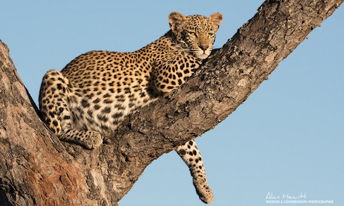 leopard1 FEATURE leopard in tree