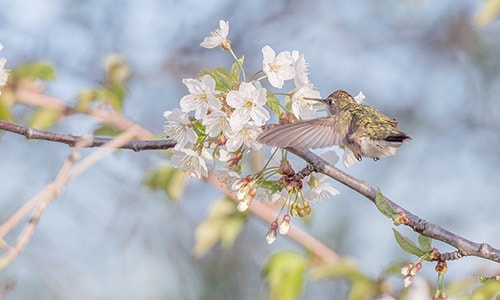 hummingbird