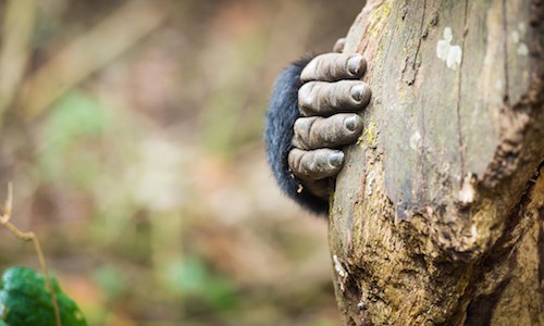 Carla DeDominicis Gorilla Photo mountain gorilla photography