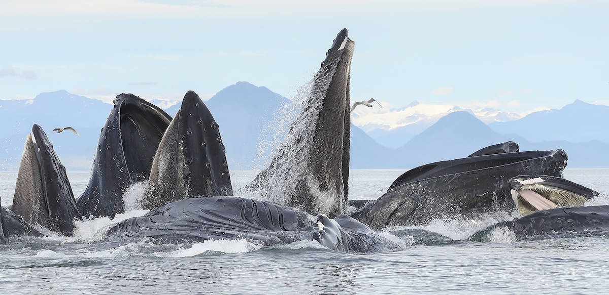 humpback whales humpback whales
