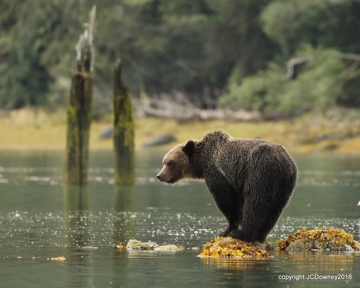 brown bear brown bear