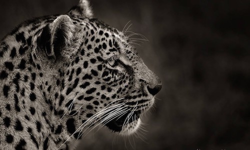 leopard black and white leopard black and white