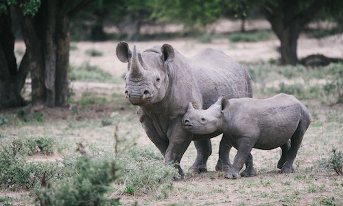 rhino with baby rhino mother and baby