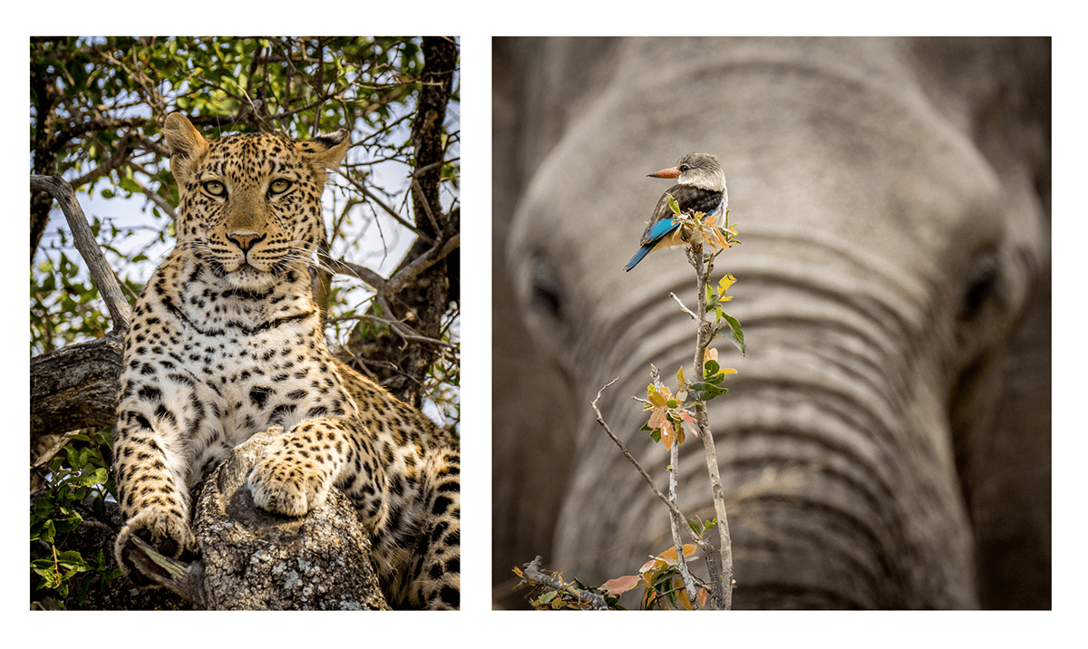 Photography-Volunteer-Project-Leopard-Elephant-Samuel-Cox Photograph of a Leopard in a Tree alongside a photograph of a Kingfisher set against the backdrop of an Elephant