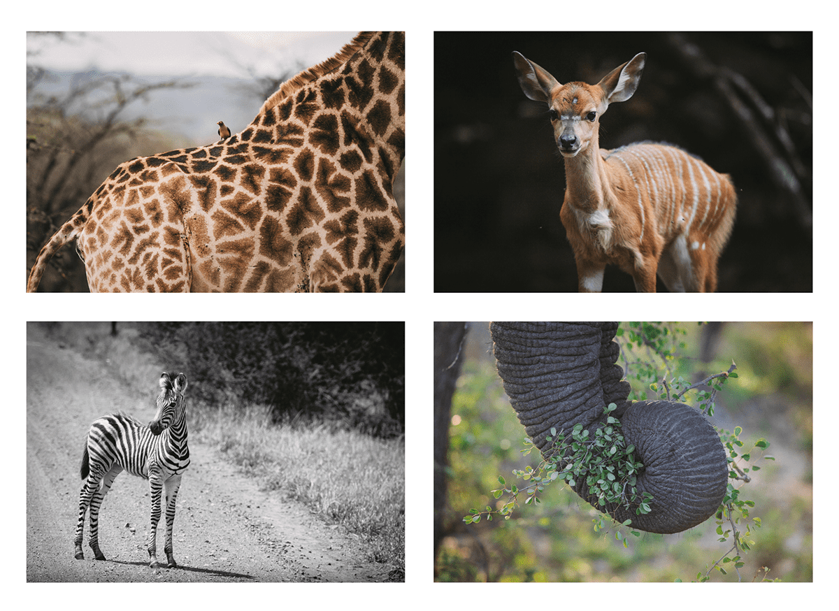 Photography-Volunteer-Project-Brian-Geissel 4 Images of African Wildlife by Brian Geissel
