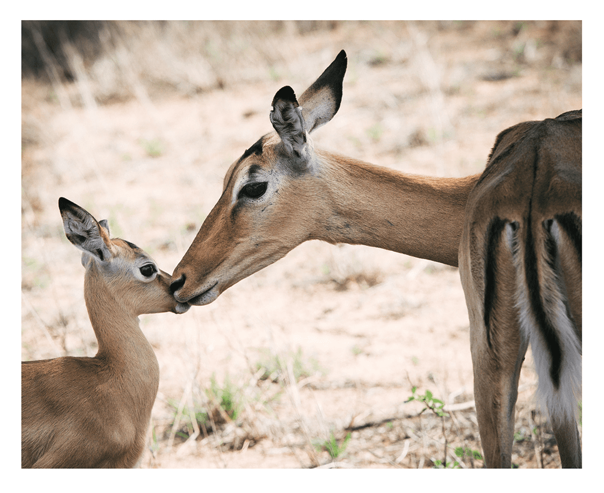 Photography-Volunteer-Project-Gazelle-Calf-Brian-Geissel Photograph of a Female Gazelle with her Calf