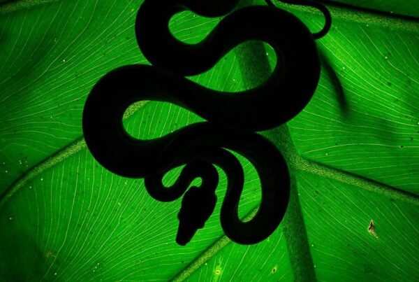 snake silhouette wildlife photography internship