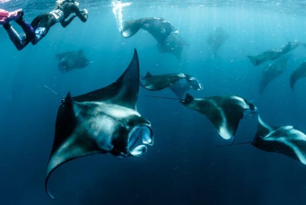Snorkelling with Mantas Ocean photography program Mozambique