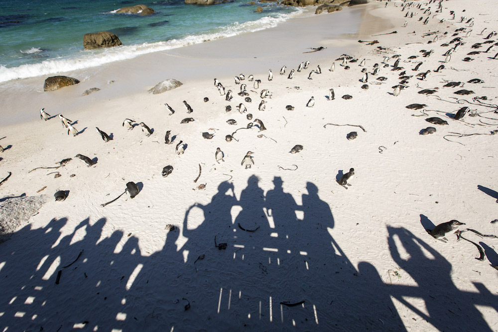 Penda workshop on the beach with penguins 
