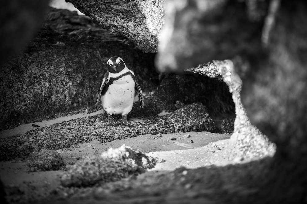 Penguin in Peninsula