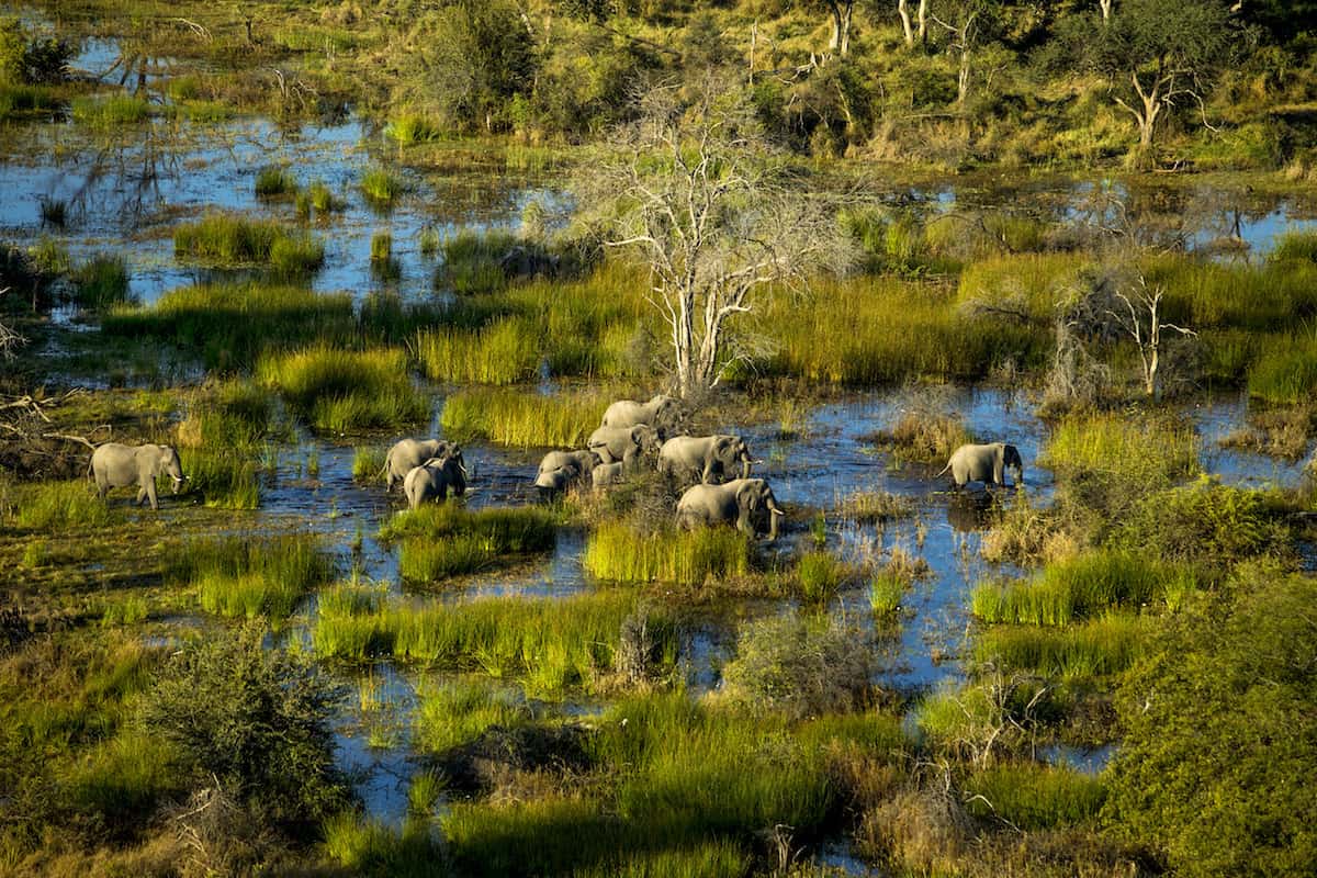Elephants in the river in Botswana