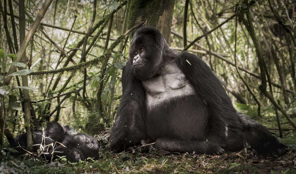 how to photograph mountain gorillas