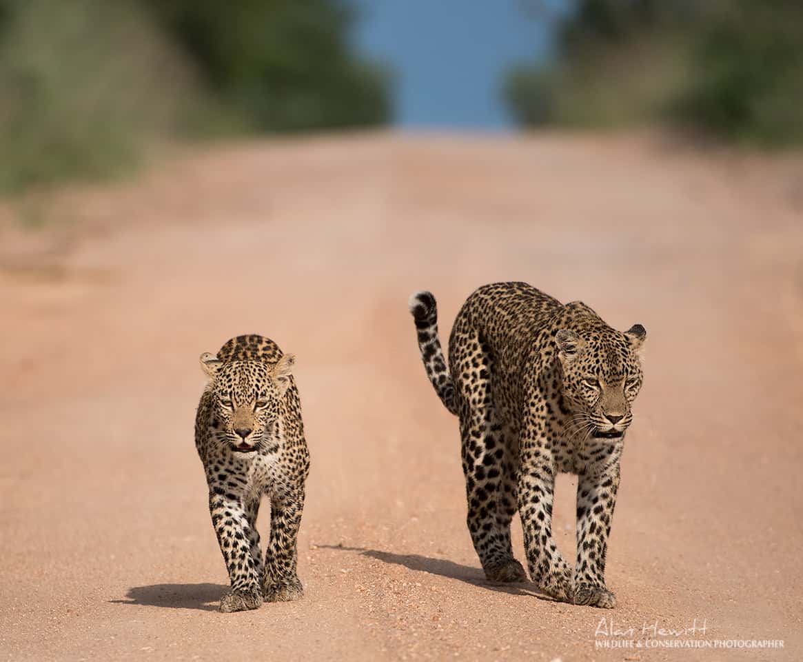 Sabi Sands leopards