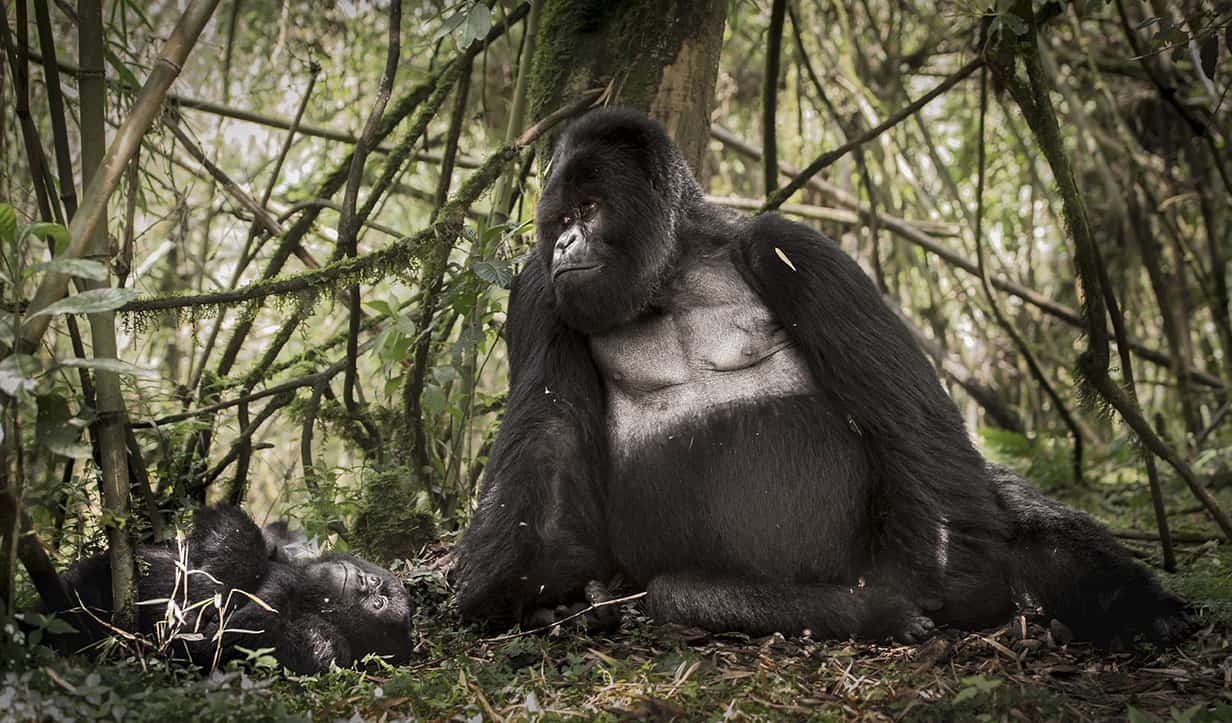 A mother gorilla and her baby are seen in a dense forest.