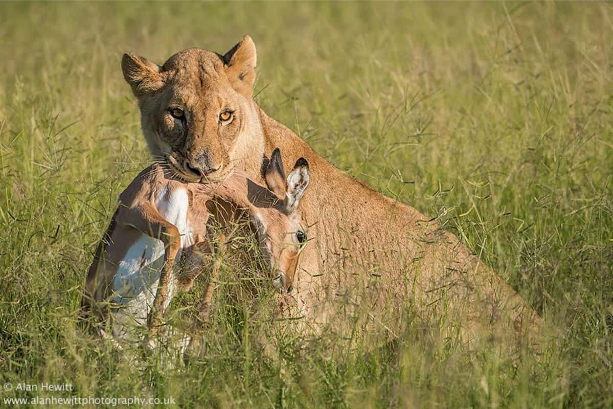 Lioness hunting