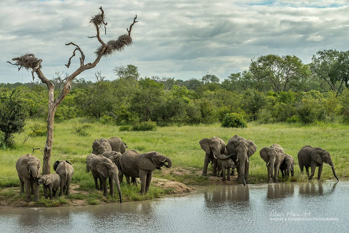 Elephants in the river