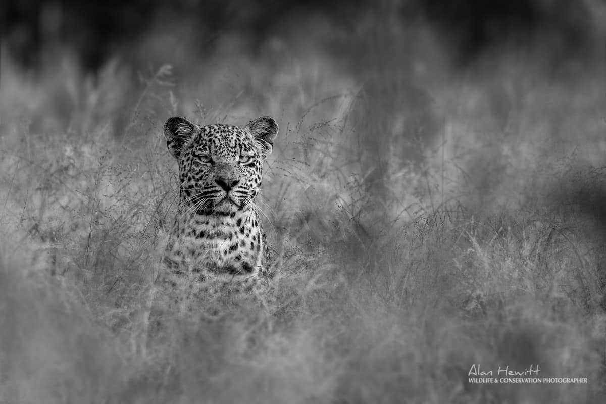 Leopard in the nature