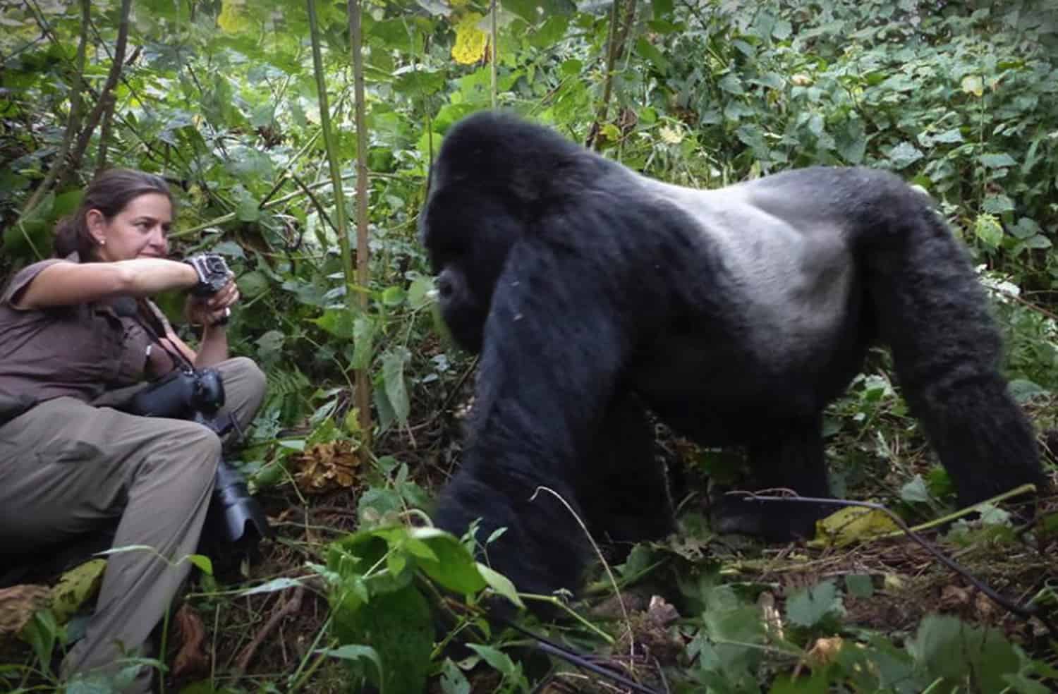 up close with a gorilla on a photo tour