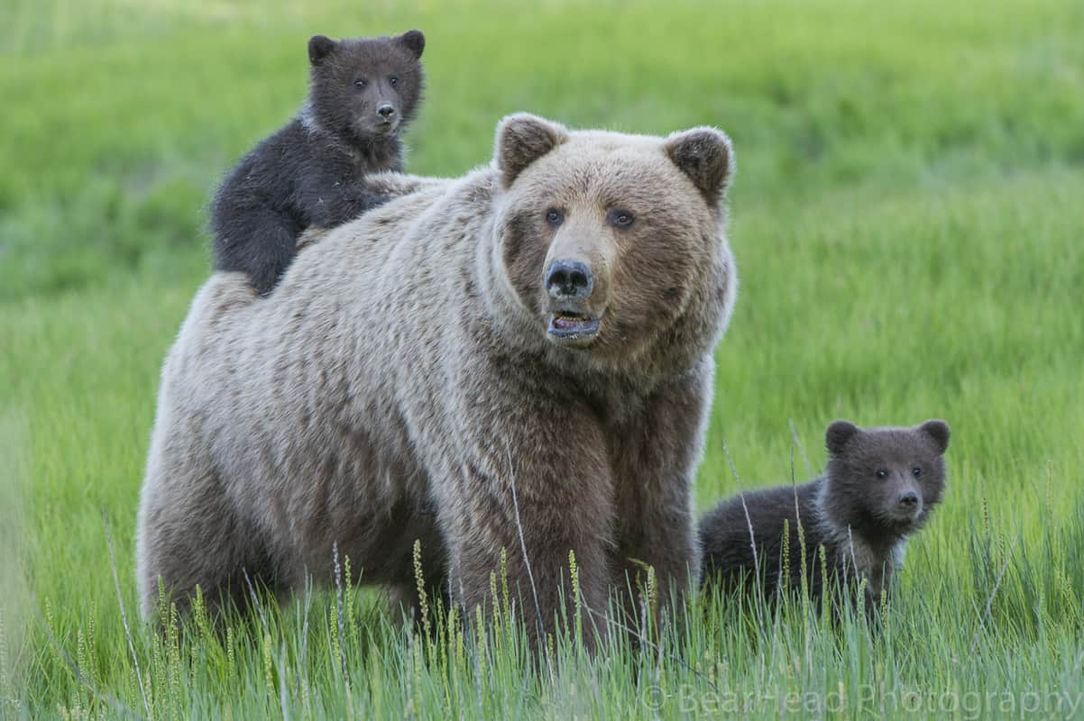 bear and her cubs