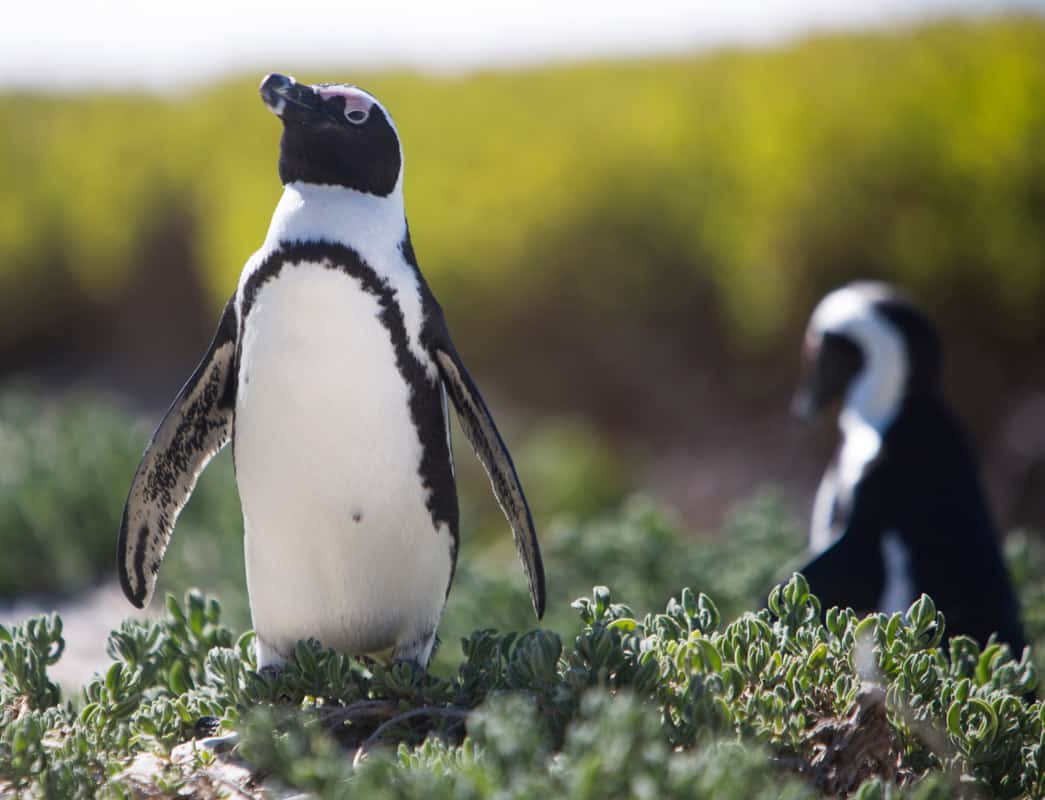 Penguins Cape Town