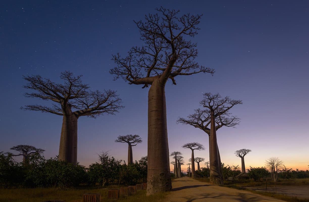 Baobab Alley, unique Madagascar