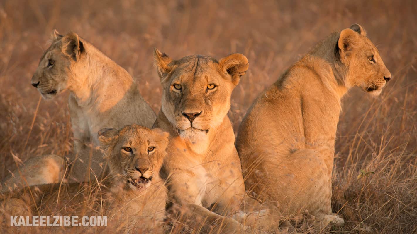 wildlife photography Maasai Mara