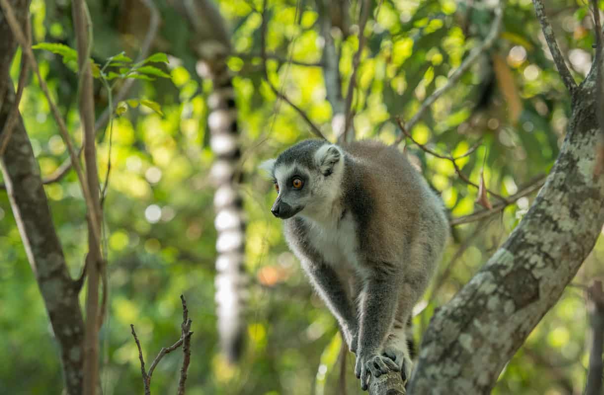 lemur, unique Madagascar