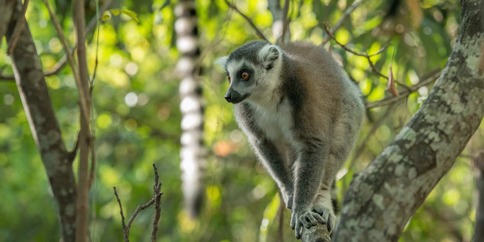 wildlife photography Madagascar