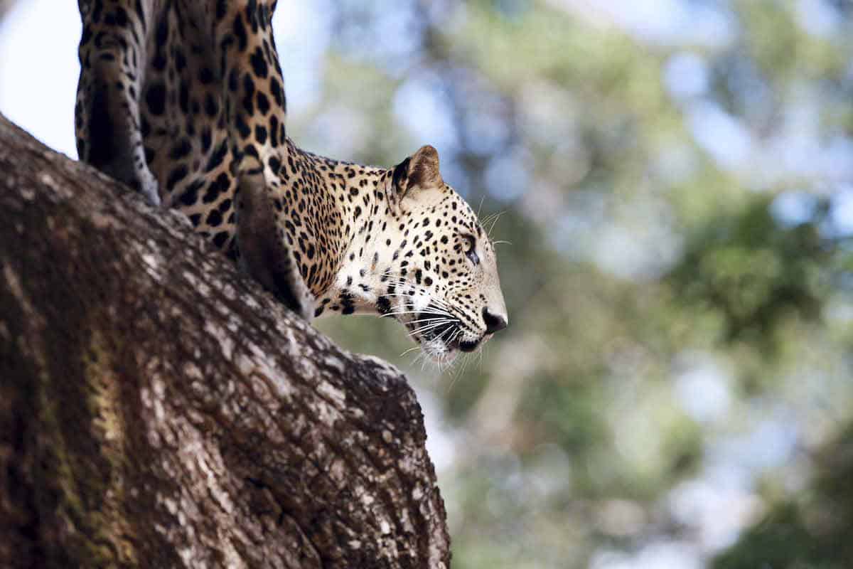 wildlife photography sri lanka