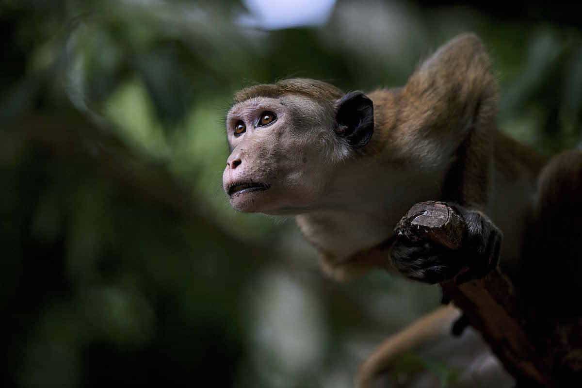 Sri Lanka wildlife photography