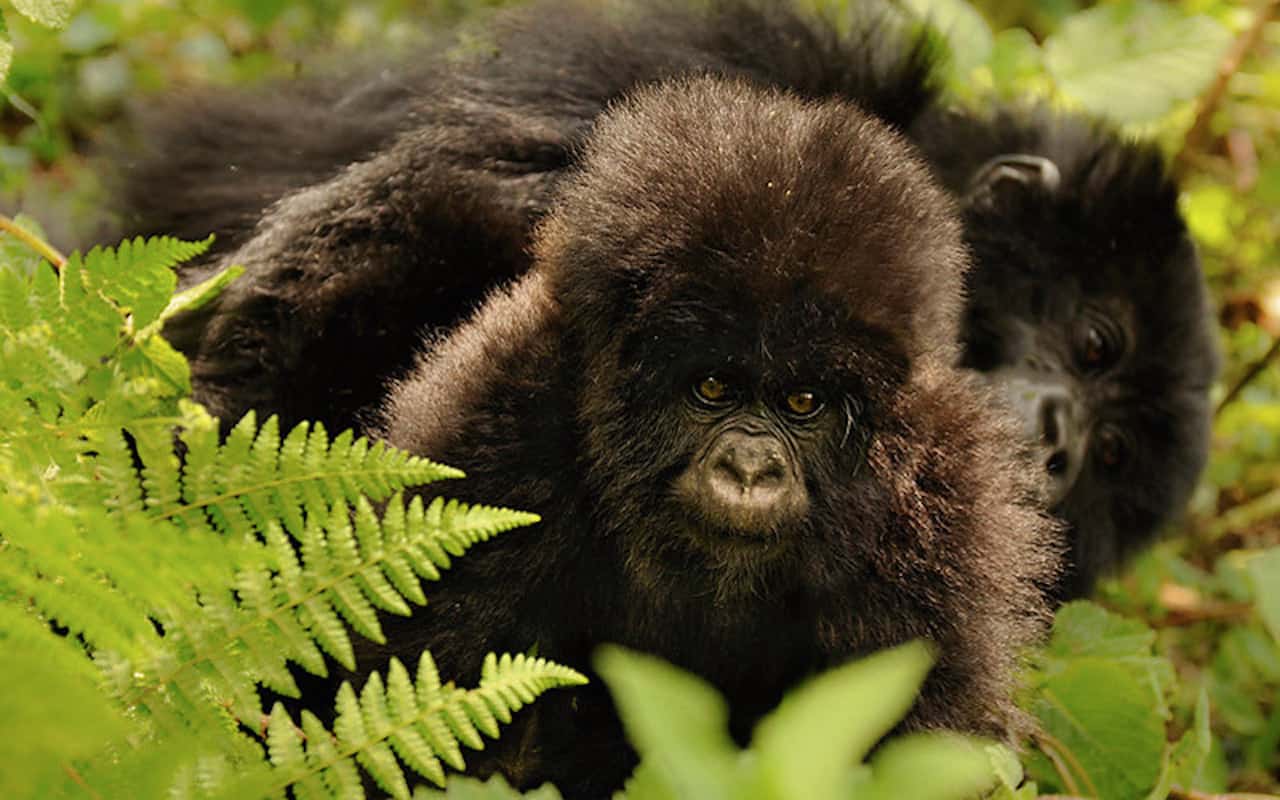 wildlife photography Uganda