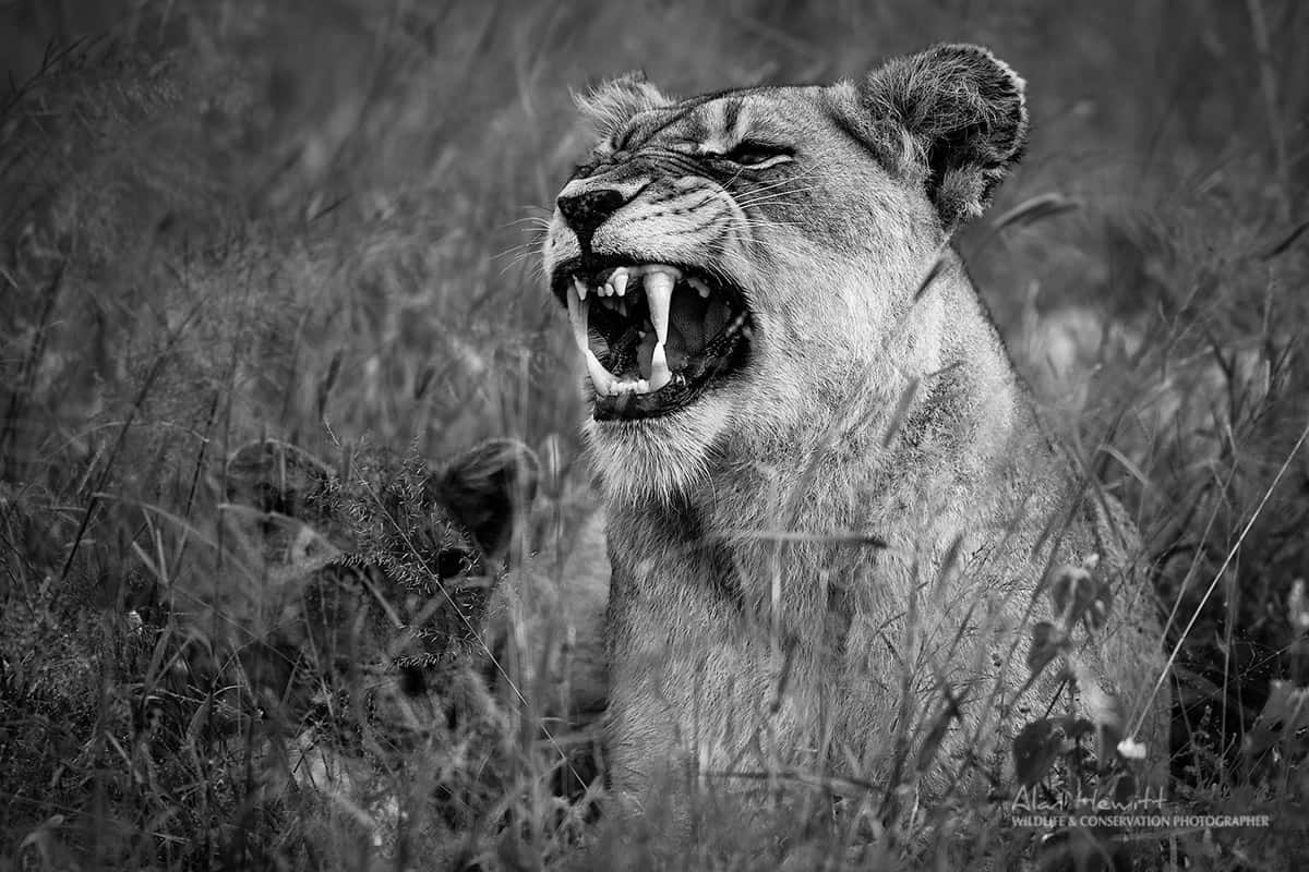 wildlife photography South Africa