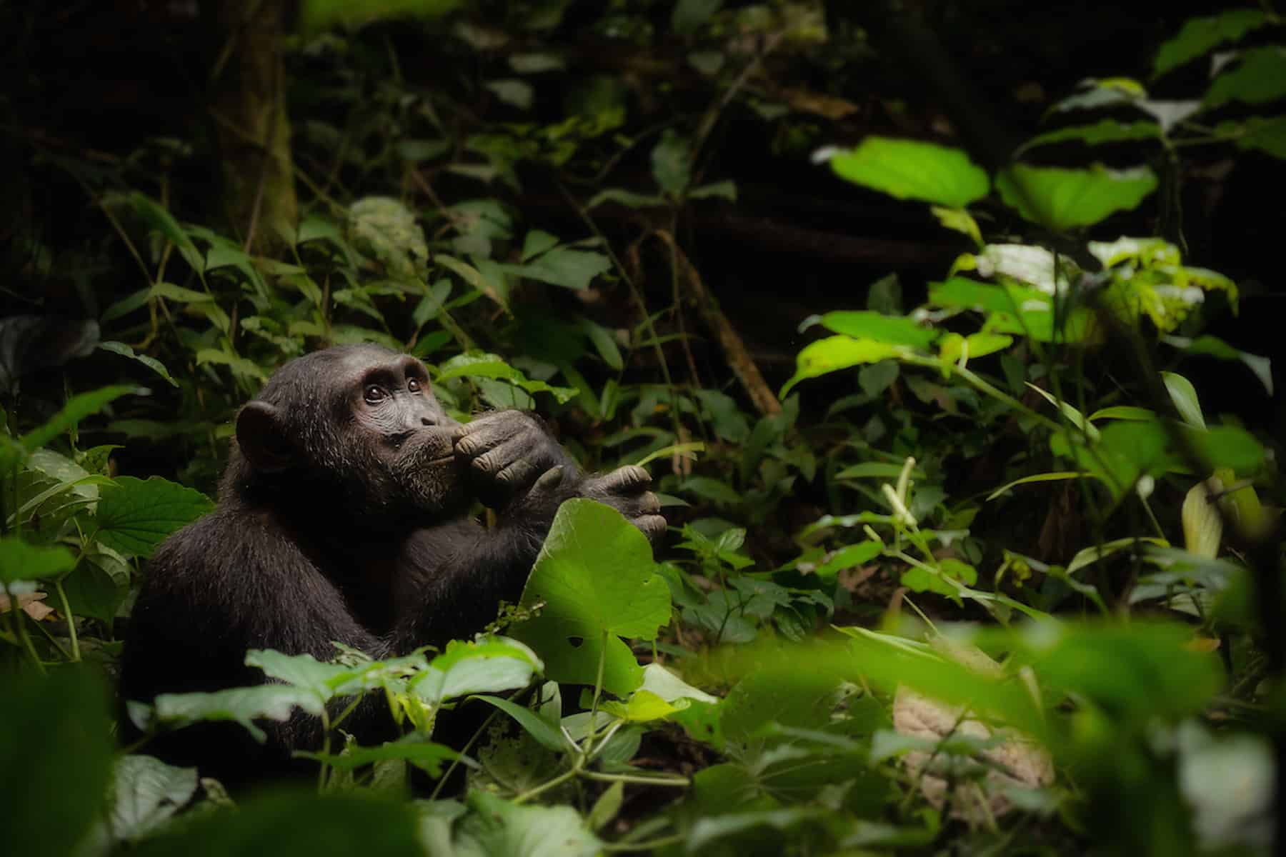 Uganda Wildlife Photography