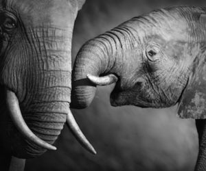 Elephants showing affection (Artistic processing)