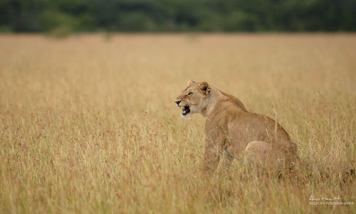 Maasai mara photo safari