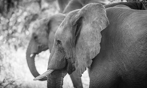 photo safari elephants