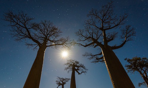 image of trees captured from a downward angle with the sun and sky in the background