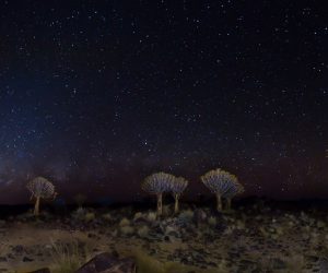 Namibian Baobab trees under a starry night sky in the desert