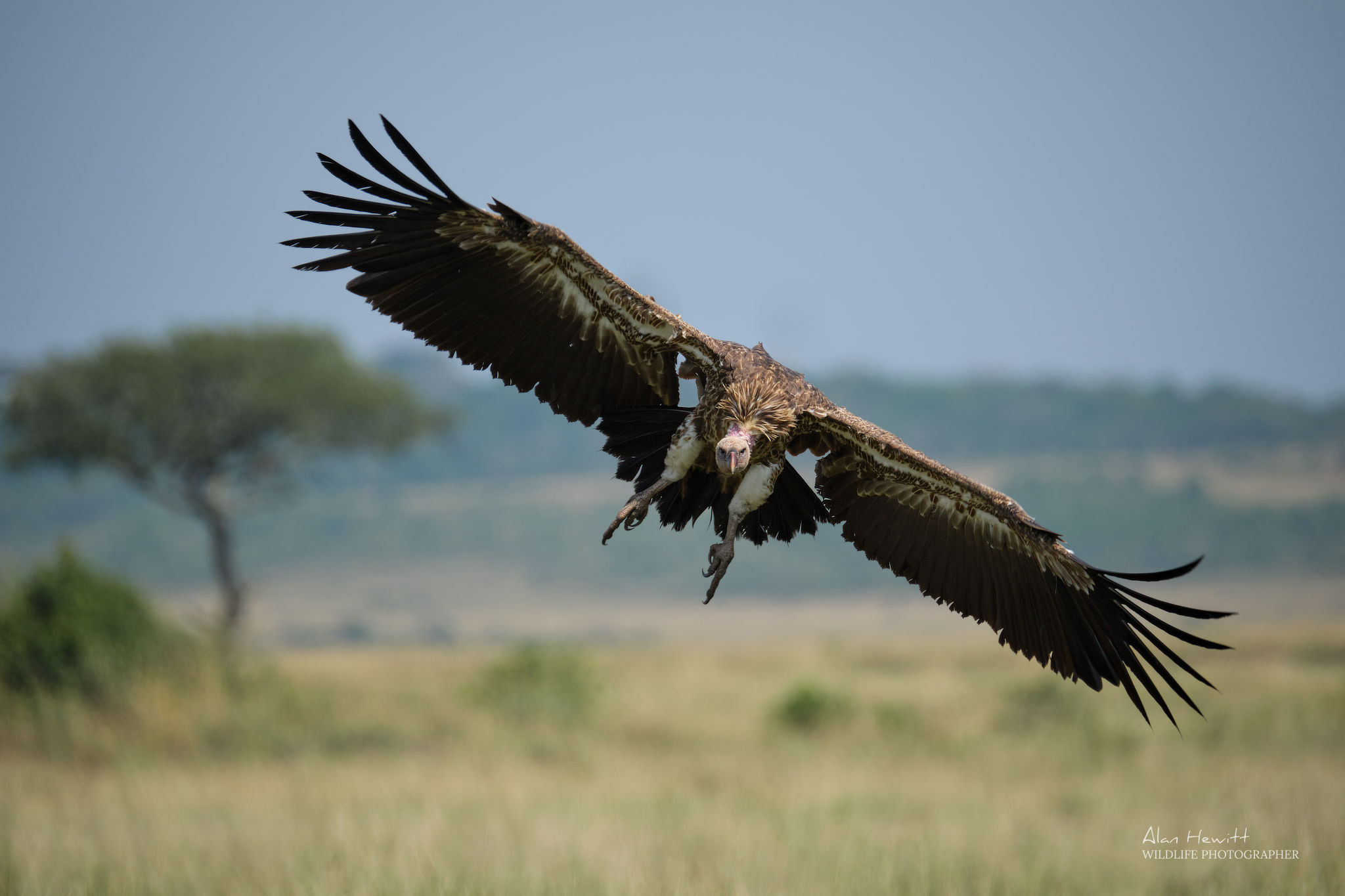 Maasai Mara photo safari_3