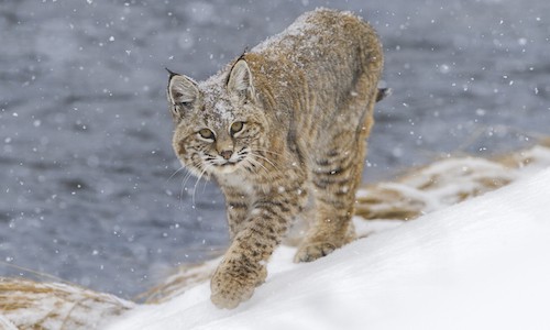 Lynx in the snowy Yellow National Park