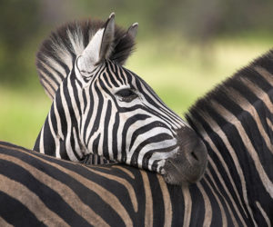Beautiful Africa. Zebra