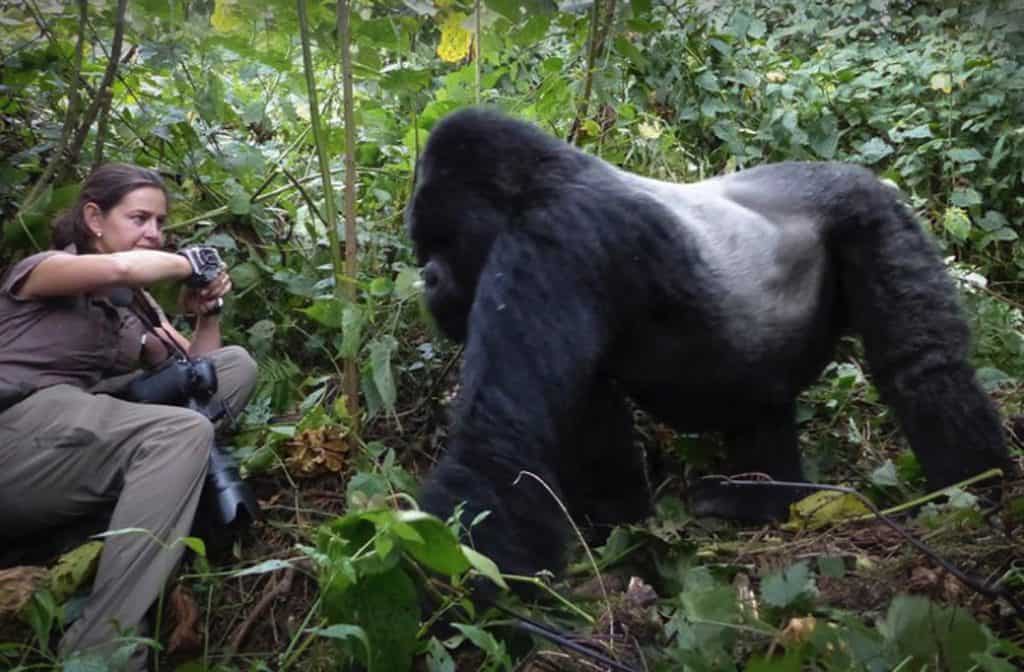 how to photograph mountain gorillas