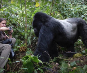 how to photograph mountain gorillas