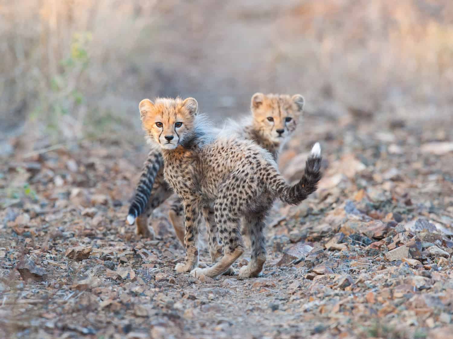 Wildlife Photography & Conservation Volunteer Project