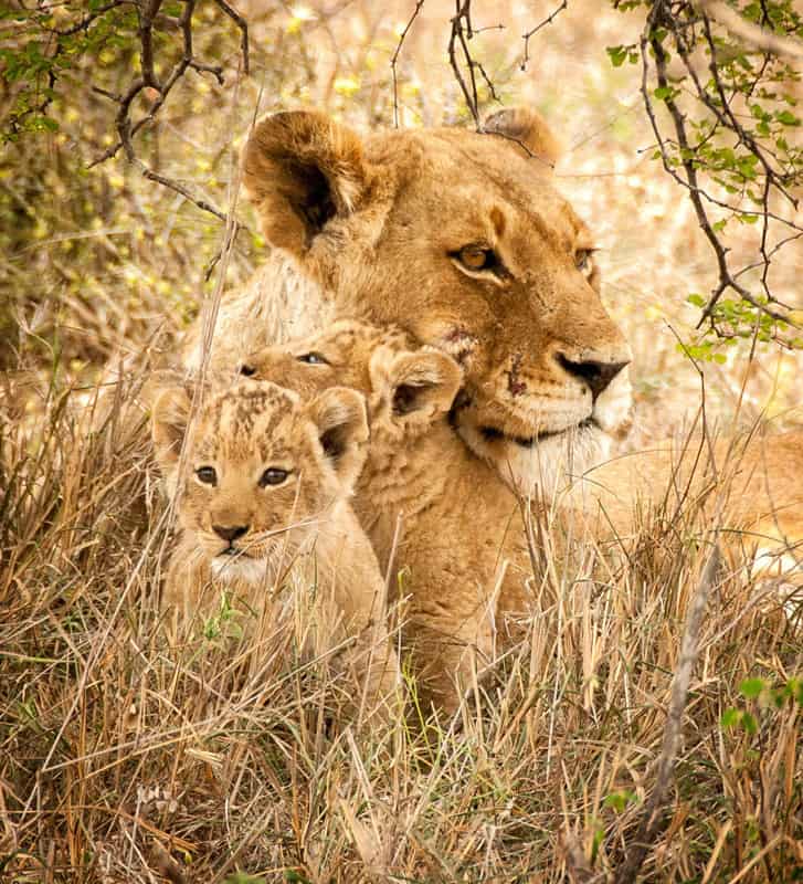 Wildlife Photography & Conservation Volunteer Project