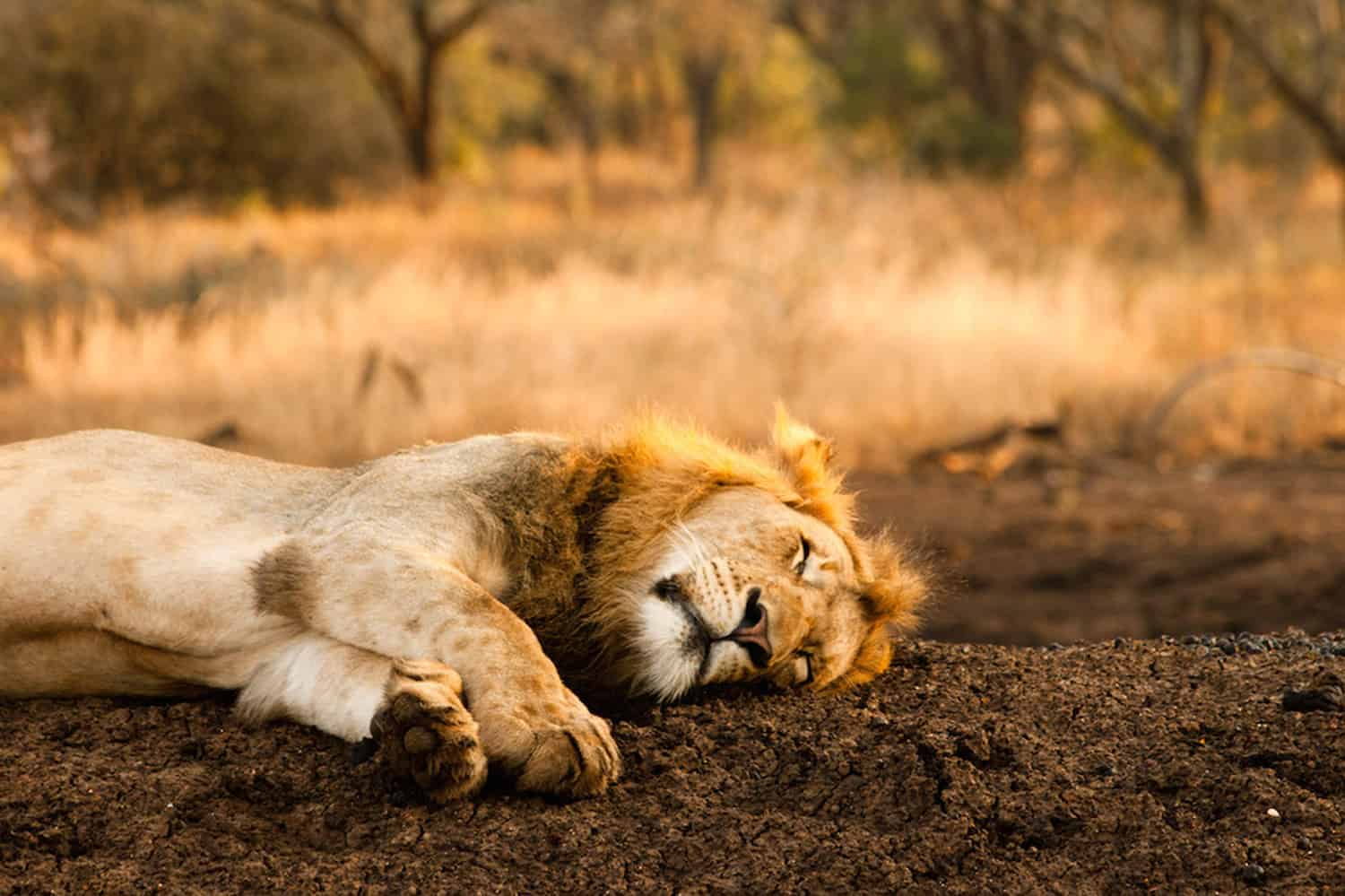 Wildlife Photography & Conservation Volunteer Project