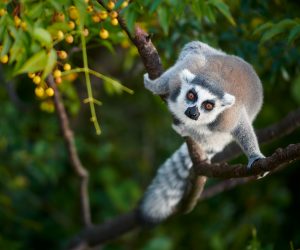 Madagascar photo tour